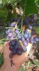 crimson seedles apiren