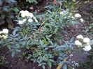 DSC09747