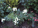 DSC09748
