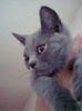british shorthair Rufio