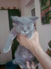 british shorthair blu Rufio