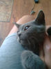 british shorthair blu Rufio