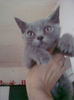 british shorthair blu Rufio