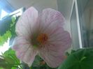 abutilon-4