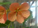 abutilon-5