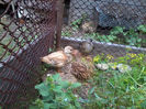 Mandarin