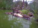 Mandarin