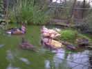 Mandarin