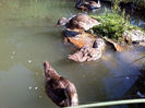 Mandarin