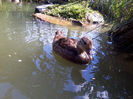 Mandarin