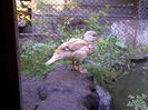 Mandarin