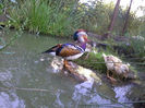 Mandarin
