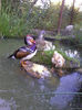 Mandarin