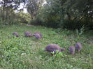 Bibilici