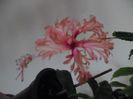 Schizopetalus