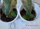 5 septembrie 2013-flori 063