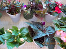 5 septembrie 2013-flori 066