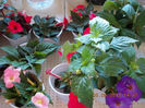 5 septembrie 2013-flori 067