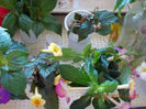 5 septembrie 2013-flori 068