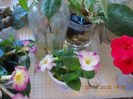 5 septembrie 2013-flori 069