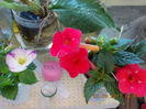 5 septembrie 2013-flori 070