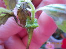 5 septembrie 2013-flori 071