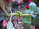 5 septembrie 2013-flori 072