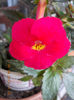 5 septembrie 2013-flori 005