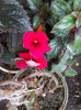 5 septembrie 2013-flori 006