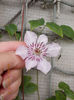 5 septembrie 2013-flori 007