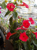 5 septembrie 2013-flori 009