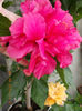 5 septembrie 2013-flori 010