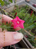 5 septembrie 2013-flori 021