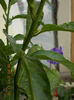 5 septembrie 2013-flori 022