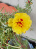 5 septembrie 2013-flori 024