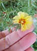 5 septembrie 2013-flori 026