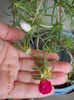 5 septembrie 2013-flori 027