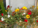 5 septembrie 2013-flori 028