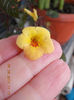 5 septembrie 2013-flori 031