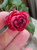 5 septembrie 2013-flori 033