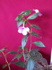 5 septembrie 2013-flori 043