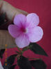 5 septembrie 2013-flori 044