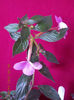5 septembrie 2013-flori 045