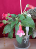 5 septembrie 2013-flori 048