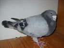 Picture 1369