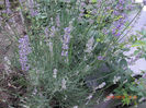 lavanda3