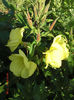 luminite inflorite
