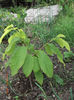 paw paw in gradina