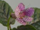 Sinningia strossel