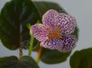 Sinningia strossel
